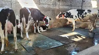 बनारस के सन्नी सिंह ने चन्ना डेरी से 30-35 लीटर दूध वाली 1-2 ब्यांत HF 1 से 1.05 लाख के लॉट में ली