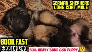 😚German Shepherd Long Coat Puppy For Sale in Dehradun | Heavy Bone | Pure Breed | Home Delivery