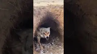 Wild Animals Lobo Muito Perigoso