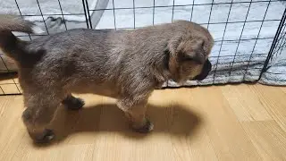 시골총각 막둥이 새끼 등등