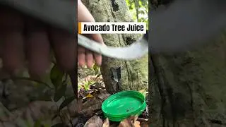 Avocado Tree Juice