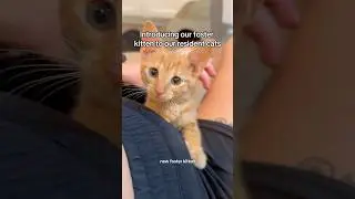 Introducing our foster kitten to resident cats