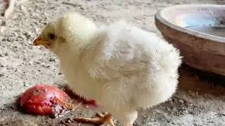 Chicks having fun ☺️ || Ali&rsquo;s Pet Adventures