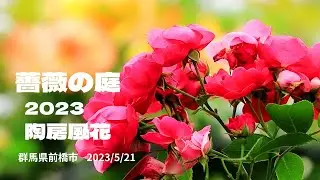 【陶房風花】薔薇の庭を2023年5月21日撮影　群馬県前橋市富士見町