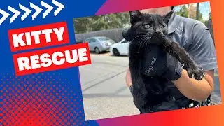 Kitty Rescue