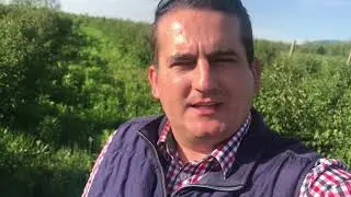 Formarea fructelor la soiul de afin ➡️ Ruben (Saskatoon berry )