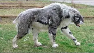 لن تصدق ما تفعله هذه الحيوانات 2 🤯😱 #حيوانات #حيوانات_مفترسه #حيوان #animals #animal #حيوانات_برية