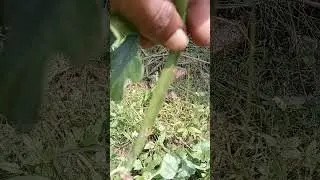 mupirandai siddha alchemy medicine kayakalpa