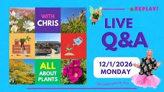 Live Q&A Monday 12th Jan