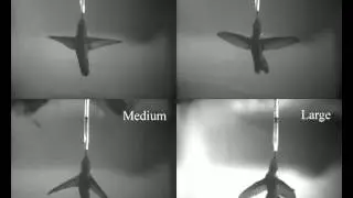 Flying hummingbird in steady control flow (6 m s-1)