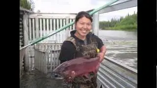 Studying Salmon at the Gisasa River in Alaska