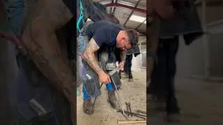 Clenching up this beautiful horse #farrier #equestrian #horse #asmr #satisfying #youtubeshorts