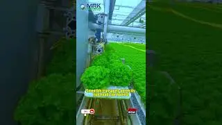 The plants are growing in a nutrient-rich water solution without soil.