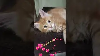 Хорошая подруга #shorts #cute #short #cat #subscribe #подпишись #приколы #рекомендации