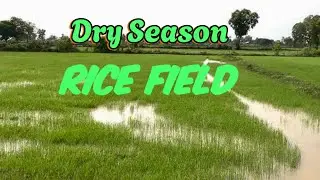 Rice Field view in Dry Season 🌾🌾#OudomOfficial