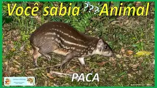 Você sabia? Paca #paca #roedores #rodents #rodentia #animais #animals #pantanal #mamíferos #mammals