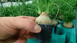 Mini Beaucarnea