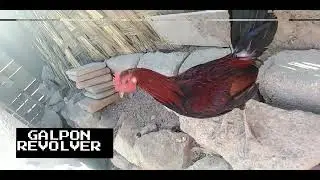 Gallito (Chuito - Brown Red)⚡