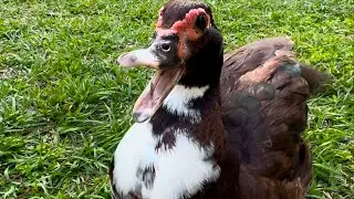 Cute Wild Duck Left Her Nest to get Some Food