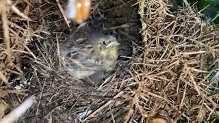 Yellowhammer &lsquo;Bramble Bank&rsquo; and &lsquo;Gorse&rsquo;