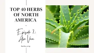 Aloe Vera - Top 40 Herbs of North America - Episode 2