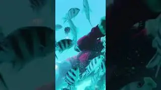 Underwater Red Sea #redsea #hurghada #fish #riff #&auml;gypten #rotesmeer