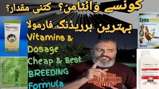 Vitamins & Dosage for Lovebirds || Breeding Season || Best Breeding Formula