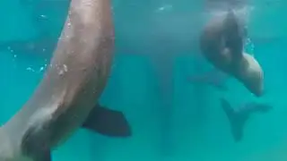 Snorkel with the Seals - Bayplay