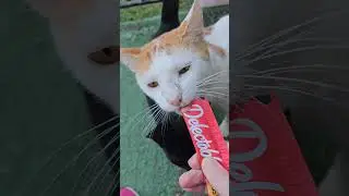 🐈&zwj;⬛️#free #cat #pets #treattime #funny #subscribe #thx #family #new #best #omgoodness #enjoy #viral