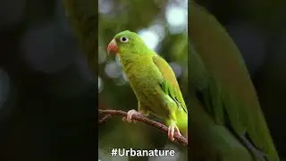 Green Bird Close-Up: The Vibrant Beauty of Nature#nature #birds #bird #amazing #forest #jungle
