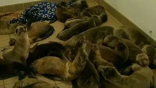 Baby sea lions sick and starving to death