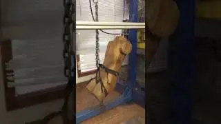 Old Metolius Harness Pull Test