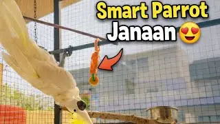 Janaan, My Smart Parrot, Understands All My Words #foryou #parrot #video #viral #fyp #yt #fy