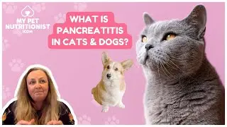 Learn About What Is Pancreatitis in Cats and Dogs