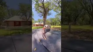 Time for some 🥜 #insta360 #animals #zazu #animalvideo