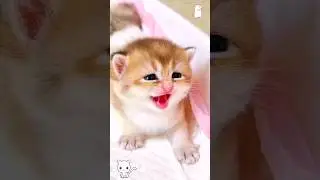 Kitten meow meow 😍😱🙈 #shorts