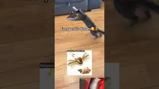 Interactive Flying Bird Cat Toy | Link in channel description