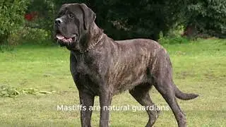 The Mighty Mastiff: History, Temperament & Care of a Gentle Giant #MastiffDog#DogBreedSpotlight#Gen