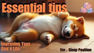 Decoding Your Dog&rsquo;s Sleeping Positions 🛌🌙 for Better Rest 🐾