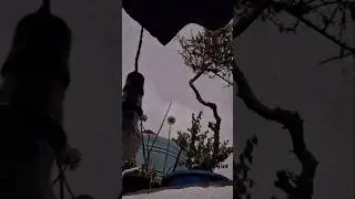 ⛈️⚡⛈️ Bijali giri #garden #zebaGarden #life #like #love