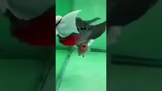 lohan sultan minyak arab😂. #fish #fishing #aquarium #water #pets #indonesia #arabic