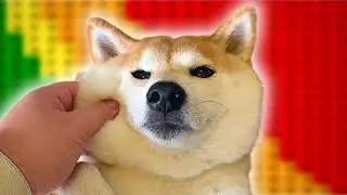 The Chonk Chart - Shiba Inu Edition