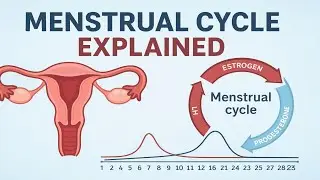 Why Menstrual Cycles Are So Complicated