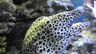 Агрессивные аквариумные рыбы, Леопардовая мурена, Gymnothorax favagineus, Мурены в Египте