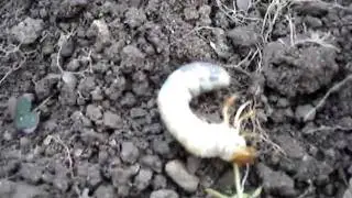 Cockchafer larvae