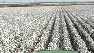 Spraying cotton 2011