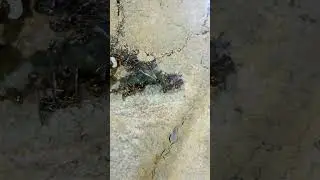 Messor cf. ibericus male #ants #messor #antkeeping #antspecies #mr&oacute;wki #hormigas #antcolony #ameisen
