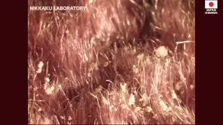 Ninja ROBO, Dust Mite Elimination Product in Japan