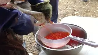 Squeezing eggs out of a lake trout
