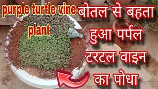 purple turtle vine plant bottle se bhee raha hai /how to grow purple turtle vine